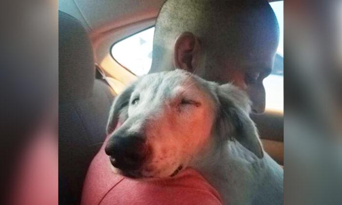 Stray Dog Hiding Under a Car in Dubai Begs Passerby to Take Him Home