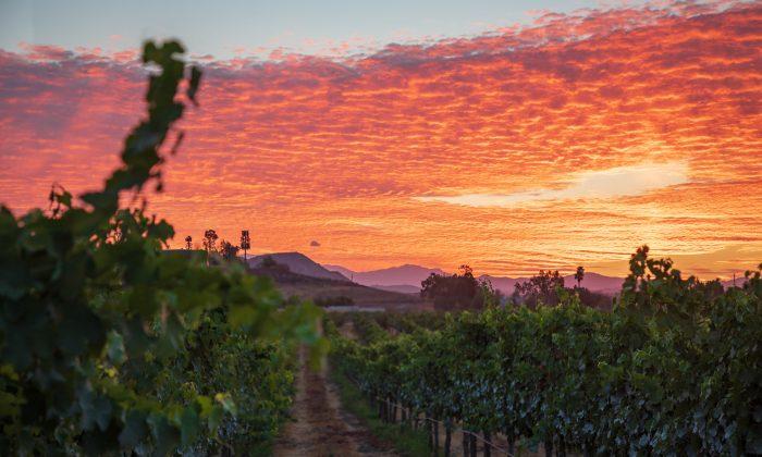 Temecula: The Other California Wine Country