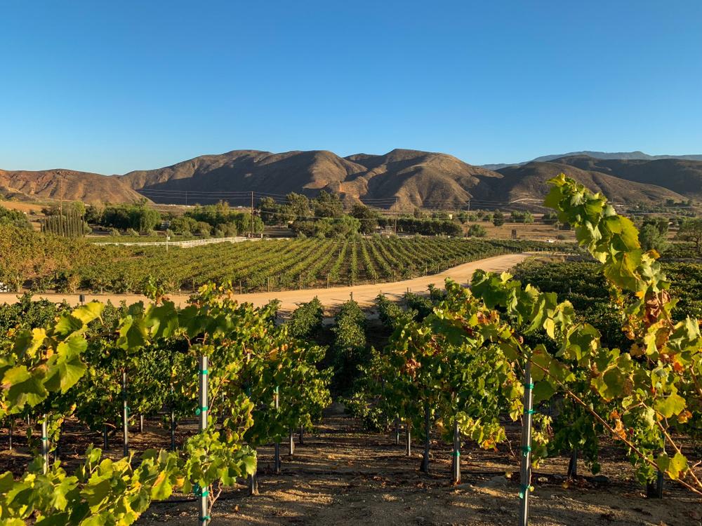 Vineyards in the Temecula Valley region. (Shutterstock)
