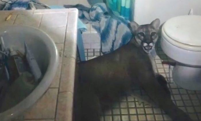 Mountain Lion Breaks Into House, Gets Cornered Before Leaping out of Window