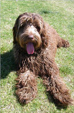 File photo of a Labradoodle (Oracle7 at English Wikipedia via Creative Commons Attribution-Share Alike 3.0 Unported license.)