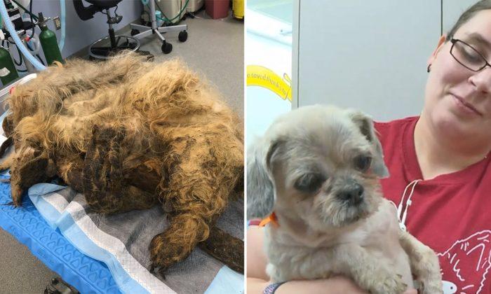 Severely Matted Dog Gets Chance at New Life