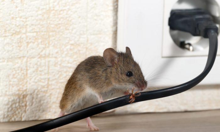 Australian Mouse Plague Could Last Two Years