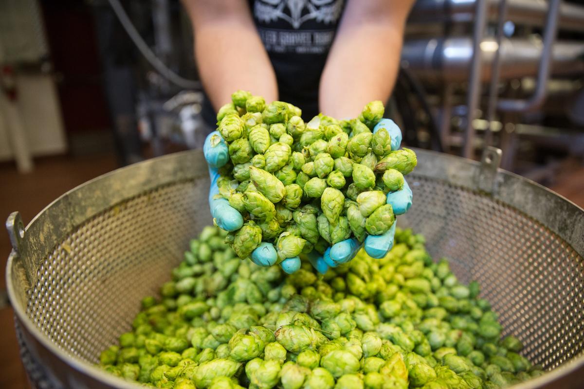 The hop harvest. (Courtesy of Founders Brewing Co.)