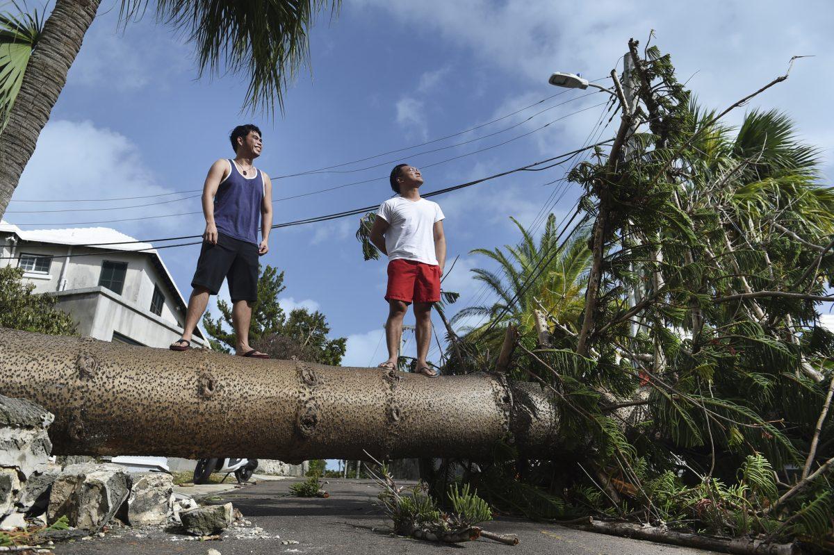 Men stand on a tree felled by Hurricane Humberto, on Pitts Bay Road in Hamilton, Bermuda, on Sept. 19, 2019. (Akil J. Simmons/AP)