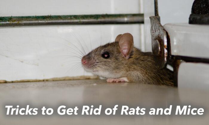 10 Cruelty-free Hacks to Drive Out Mice and Rats From Your Home