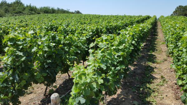 Vineyards, Domaine de L'Echelette. (Wibke Carter)