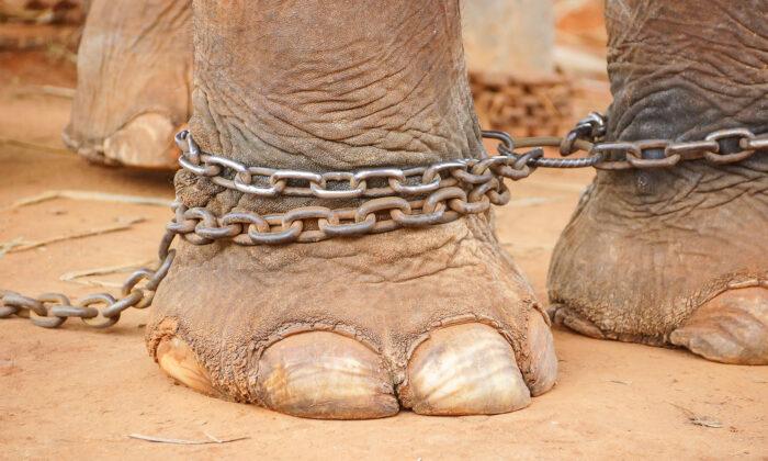 Abused Elephant Cried When Rescued After 50 Years of Slavery, Enjoys 5th Year of Freedom