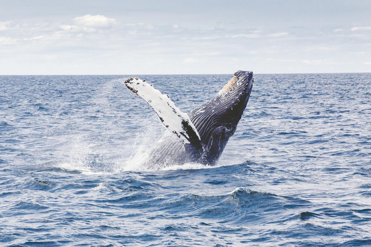 (Illustration - <a href="https://pixabay.com/photos/humpback-whale-whale-marine-mammal-1209297/">Free-Photos</a>/Pixabay)
