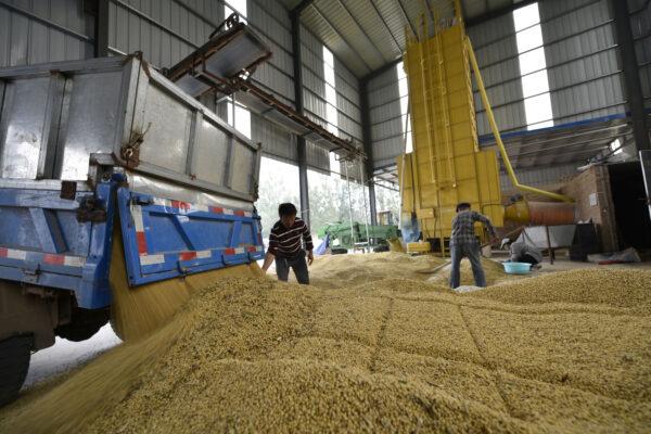Workers are seen next to a truck unloading harvested soybeans at a farm in Chiping County, Shandong Province, China on Oct. 8, 2018. (Reuters)