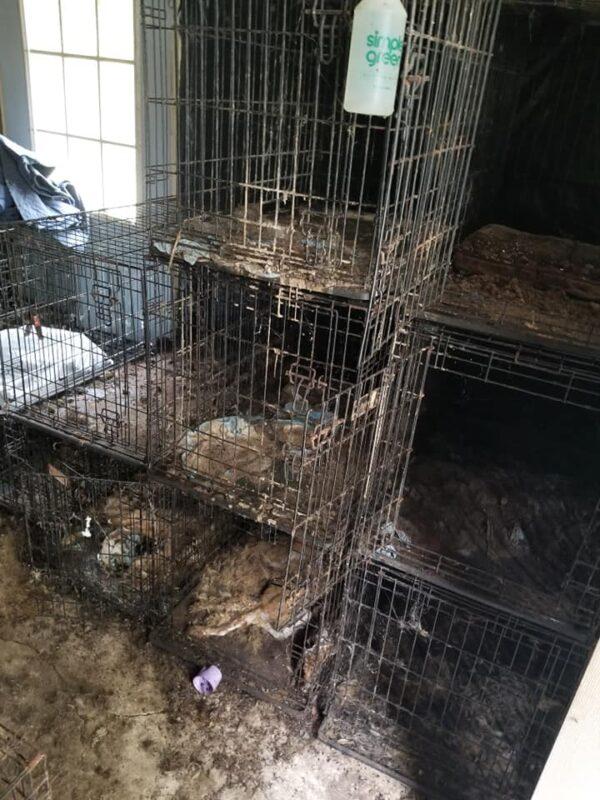 Animals living in deplorable conditions were discovered at Tiffany Woodington's property in Missouri. (Benton County Sheriff’s Office)