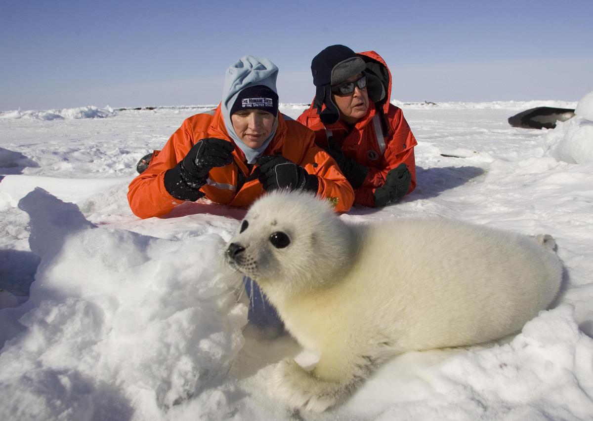 Animal rights activists Sir Paul McCartney and Heather Mills McCartney observe seal pups before seal-hunting season in Charlottetown, Prince Edward Island, in 2006. (©Getty Images | <a href="https://www.gettyimages.com.au/detail/news-photo/charlottetown-canada-animal-rights-activists-sir-paul-news-photo/56980346">DAVID BOILY/AFP</a>)