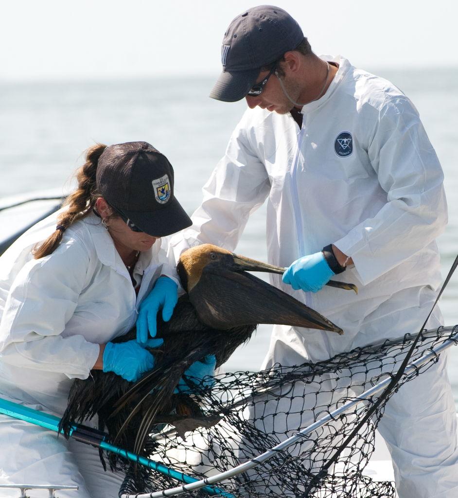 A team of biologists from the U.S. Fish and Wildlife Service catch a brown pelican covered in oil in the Gulf of Mexico near Venice, Louisiana, in 2010. (©Getty Images | <a href="https://www.gettyimages.com.au/detail/news-photo/team-of-biologists-from-the-us-fish-and-wildlife-service-news-photo/102119519">SAUL LOEB/AFP</a>)