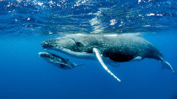 Scientists archive the signature sounds of the sea including the 'boink' of a whale. (Shutterstock)