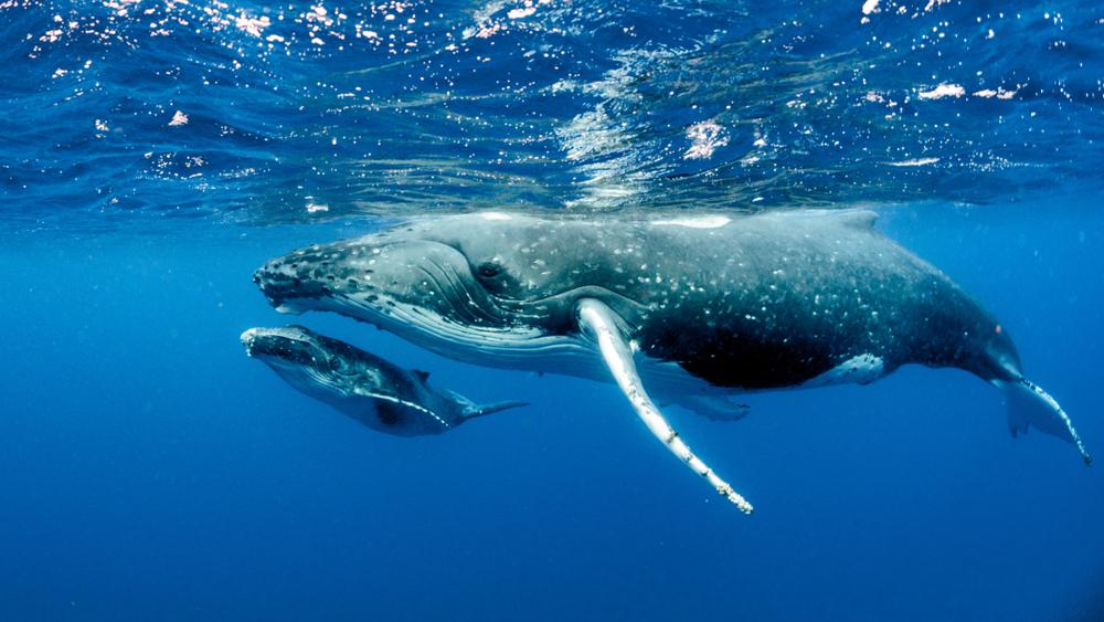 Illustration - Shutterstock | <a href="https://www.shutterstock.com/image-photo/humpback-whales-pacific-ocean-1218839440?src=jIM3U6ol9G47AoPeg719EQ-1-1">Chris Holman</a>