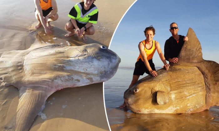 Rare 1.8-Meter Sunfish Washed Up on an Australian Beach: ‘I Thought It Was Fake’