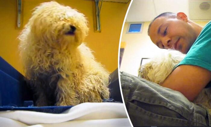 Terrified Dog Knows It’s About to Be Euthanized, Until Rescuer Intervenes and Starts Recording
