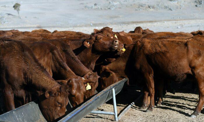 Australia’s Scott Morrison Says Up to States to Intervene for Drought Animal Welfare