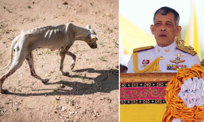 15 Great Danes Found Starving to Death at Abandoned Breeding Farm, ‘Adopted’ by King of Thailand
