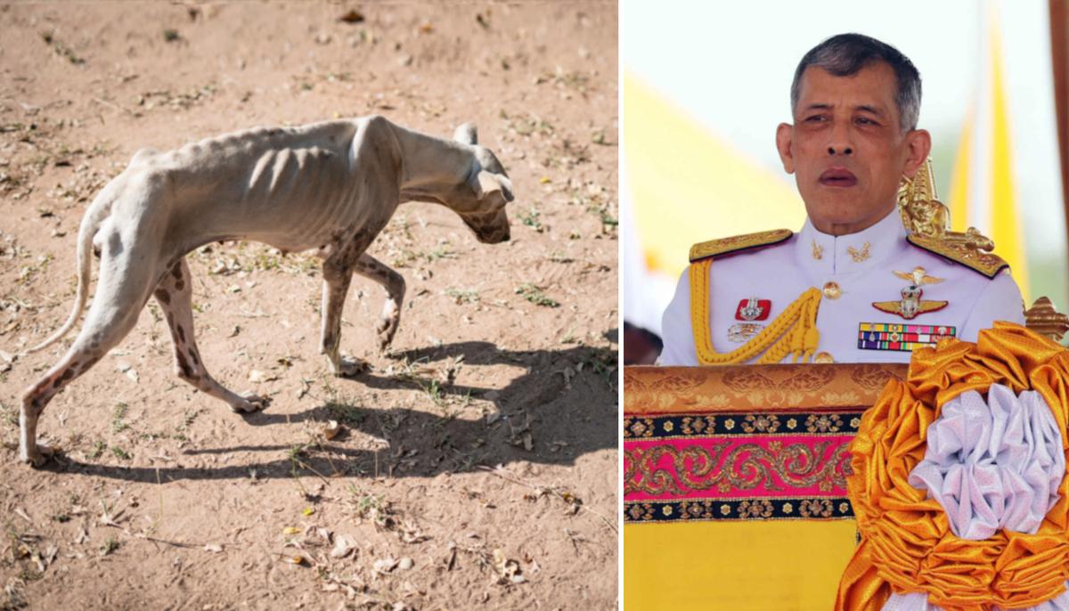 15 Great Danes Found Starving to Death at Abandoned Breeding Farm, ‘Adopted’ by King of Thailand