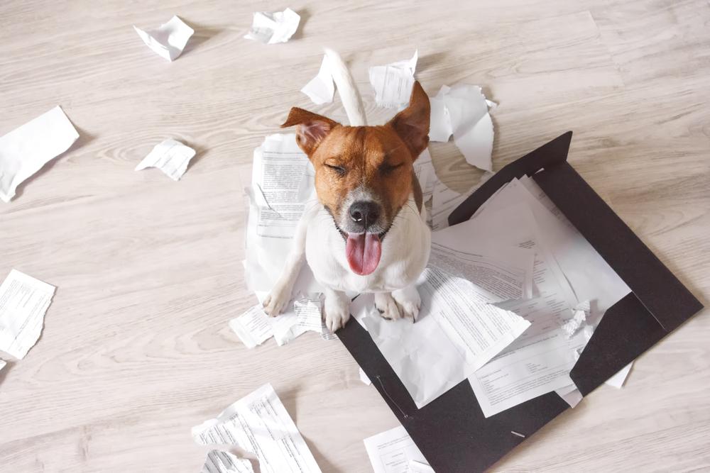 Illustration - Shutterstock | <a href="https://www.shutterstock.com/image-photo/bad-dog-sitting-on-torn-pieces-465231806">Sundays Photography</a>