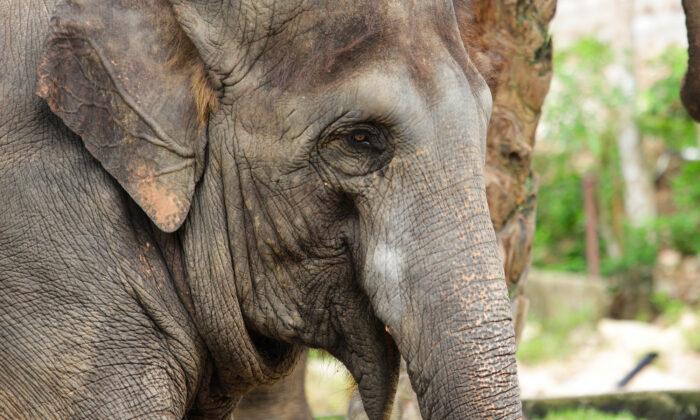 Injured Elephant Amazes Rangers When It Shows Up for Surgery ‘Appointment’ on Its Own