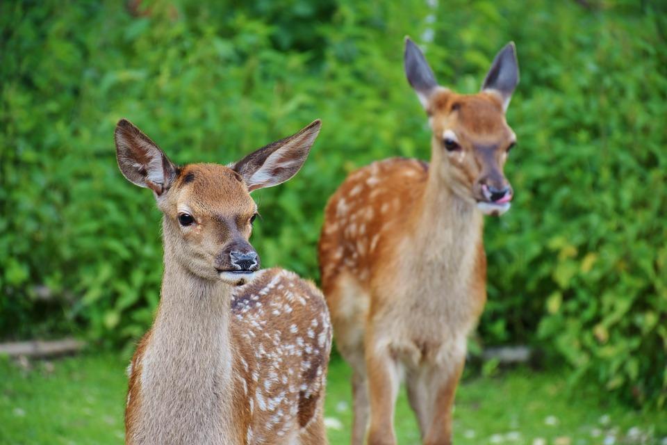 Stock image of deers. (RitaE/Pixabay)