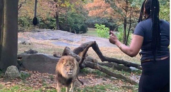 The Bronx Zoo says the woman who trespassed inside its lion enclosure on Sept. 28 put herself in serious danger. (Courtesy of @realsobrino/Instagram)