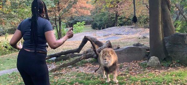The Bronx Zoo says the woman who trespassed inside its lion enclosure on Saturday put herself in serious danger. (Courtesy of @realsobrino/Instagram)