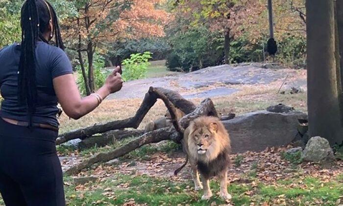 Woman Who Taunted a Lion Inside Zoo Enclosure Survives and Faces Trespass Charge