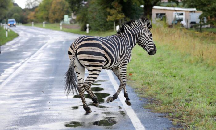 Zebra Shot Dead After Escaping from German Circus, Causing Accident on Highway