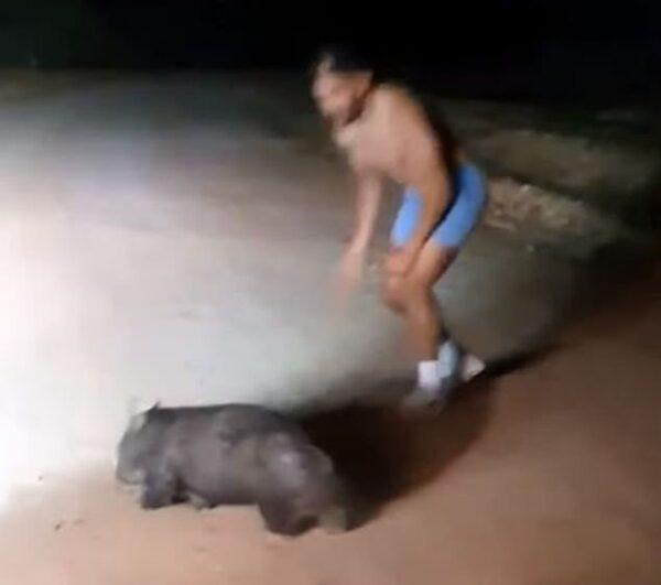 The man is seen throwing rocks at the animal's head (Facebook / Wombat Awareness Organisation)