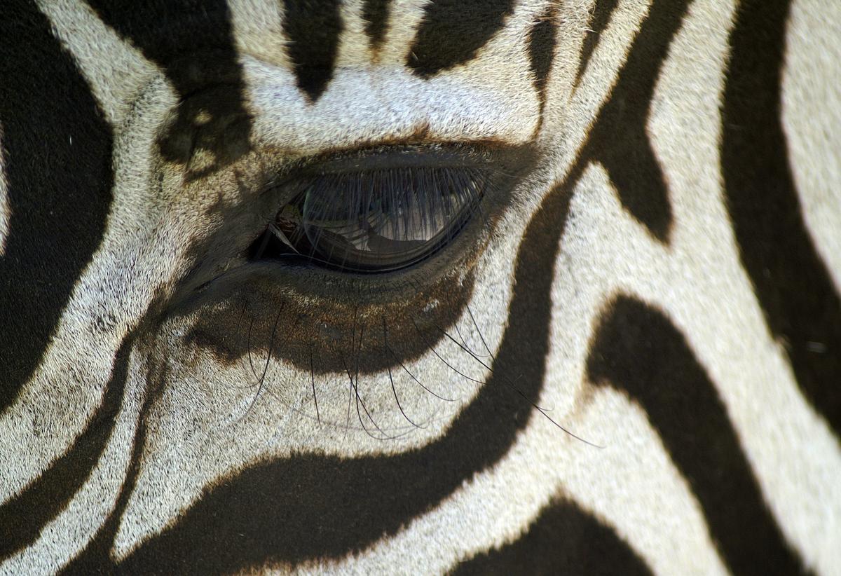 Stock image of a Zebra's closeup. (Image by Raik Thorstad from Pixabay )
