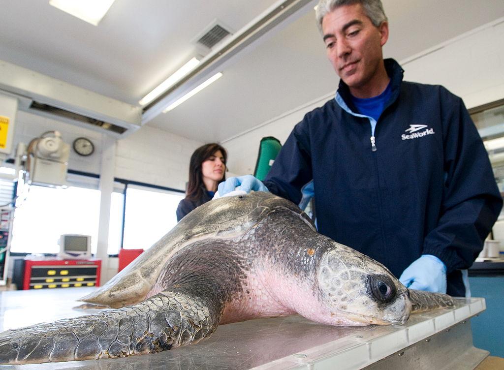 A sick Olive Ridley sea turtle at the marine-life park's animal care center in San Diego, California on January 12, 2012. (Mike Aguilera/SeaWorld San Diego/Getty Images)