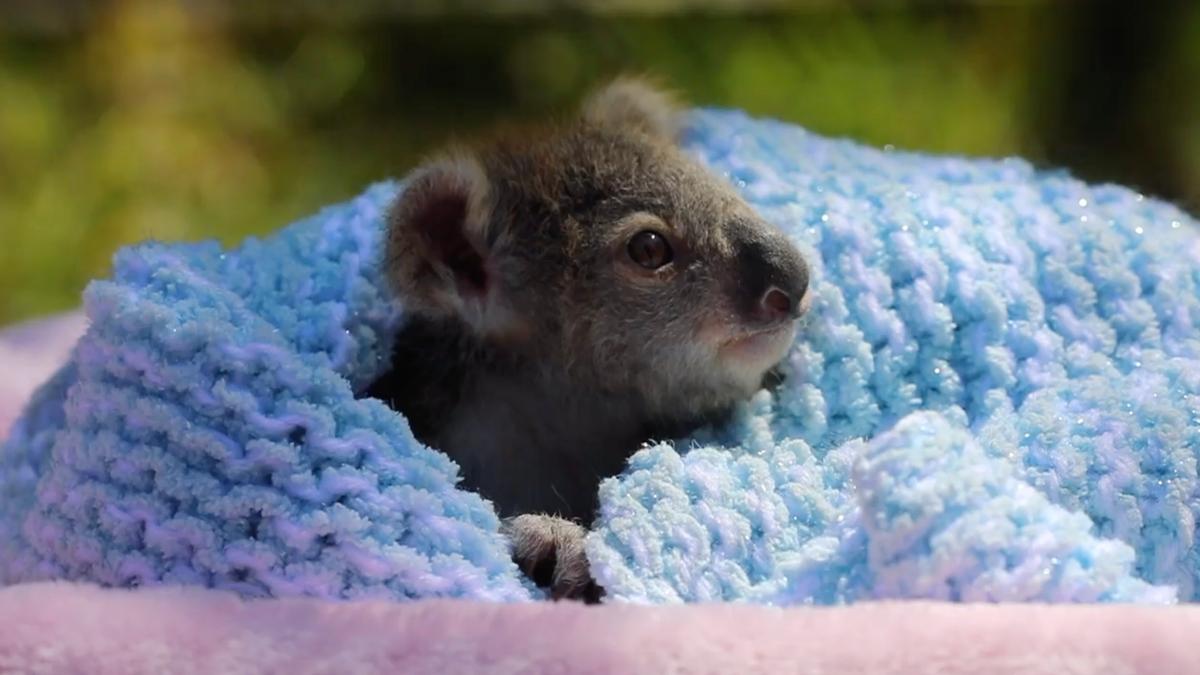 Elsa the baby koala made her debut at Australian Reptile Park in Central NSW. Zookeepers were forced to intervene after the joey's mother suffered from mastitis, a condition that prevents Elsa from getting the milk she needs. (Australian Reptile Park)