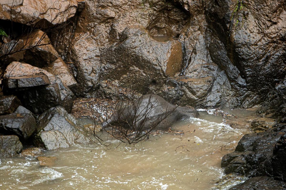A dead elephant at the bottom of a waterfall after it fell to its death at Khao Yai National Park in central Thailand. (Panupong Changchai/Thai News Pix/AFP via Getty Images)