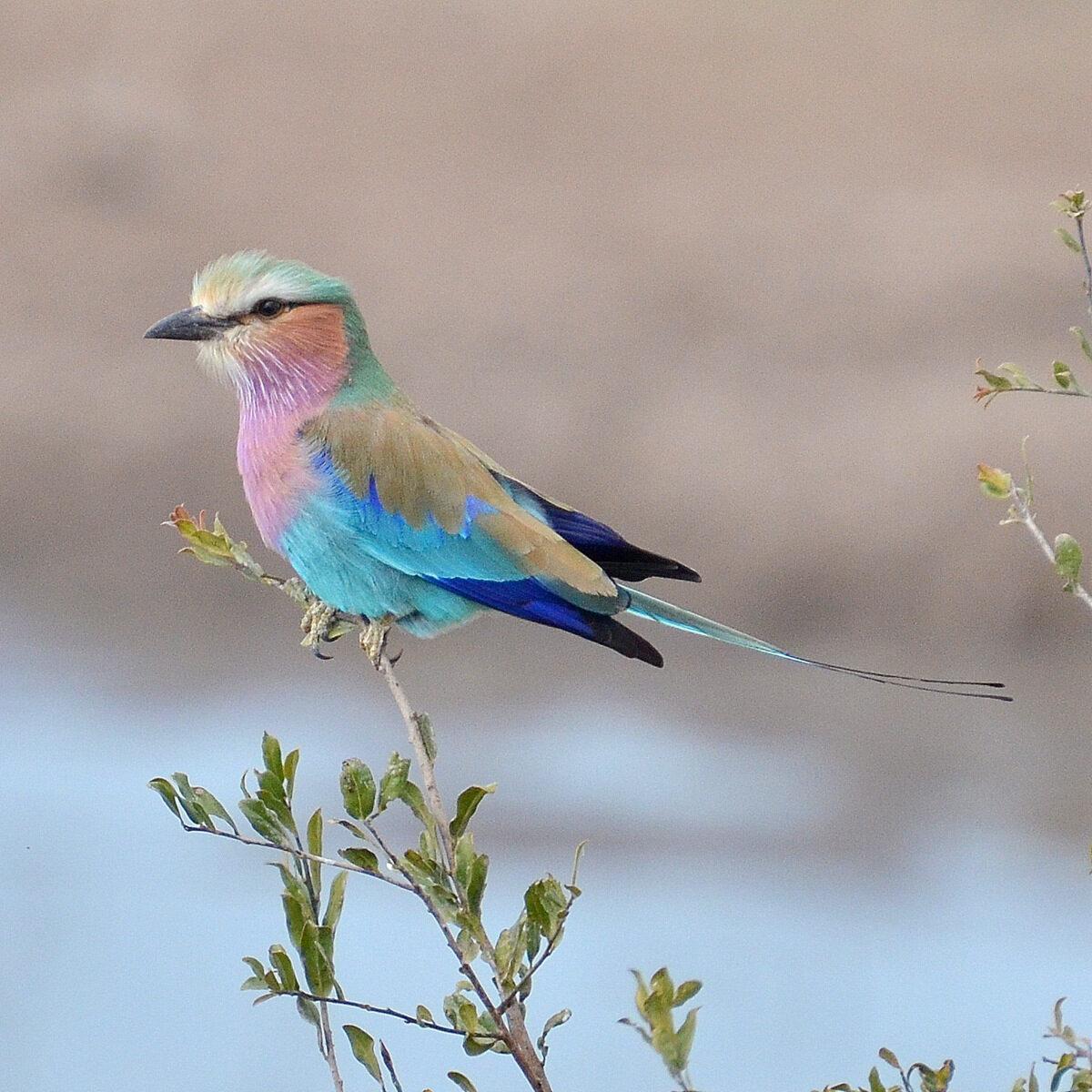 A lilac-breasted roller. (Courtesy of Kevin Revolinski)