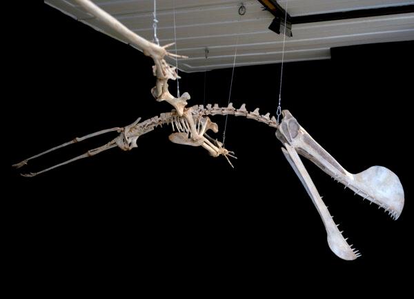 A replica of the skeletal remains of a pterosaur species on display at the National Museum of the Federal University of Rio de Janeiro, Brazil, on March 20, 2013. (Vanderlei Almeida/AFP/Getty Images)