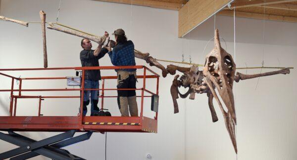 Museum workers prepare a replica of a pterosaur prior to its exhibition at the Altmuehltal Dinosaur Museum in Denkendorf, Germany, on March 21, 2018. (Andreas Gebert/Getty Images)