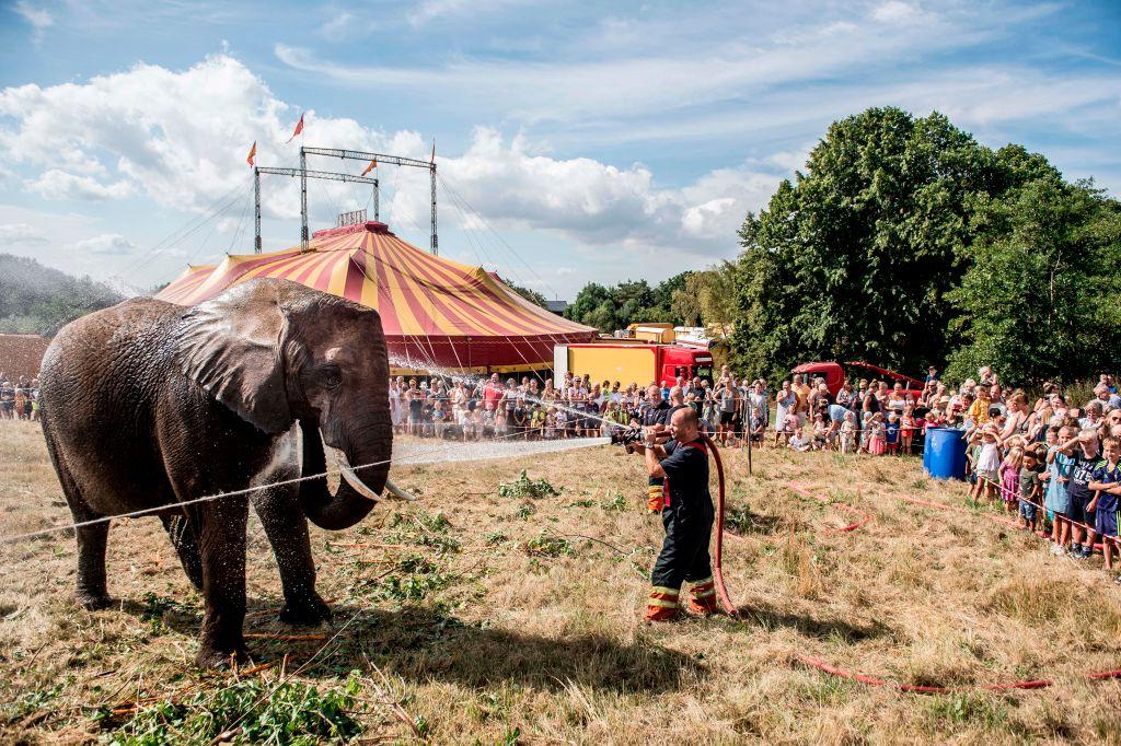 Local firefighters spray water to cool down elephants of the Arene circus due to high temperatures on Aug. 2, 2018, in Gilleleje, Denmark. (©Getty Images | <a href="https://www.gettyimages.com.au/detail/news-photo/local-firefighters-spray-water-to-cool-down-elephants-of-news-photo/1009526648">MADS CLAUS RASMUSSEN/AFP</a>)