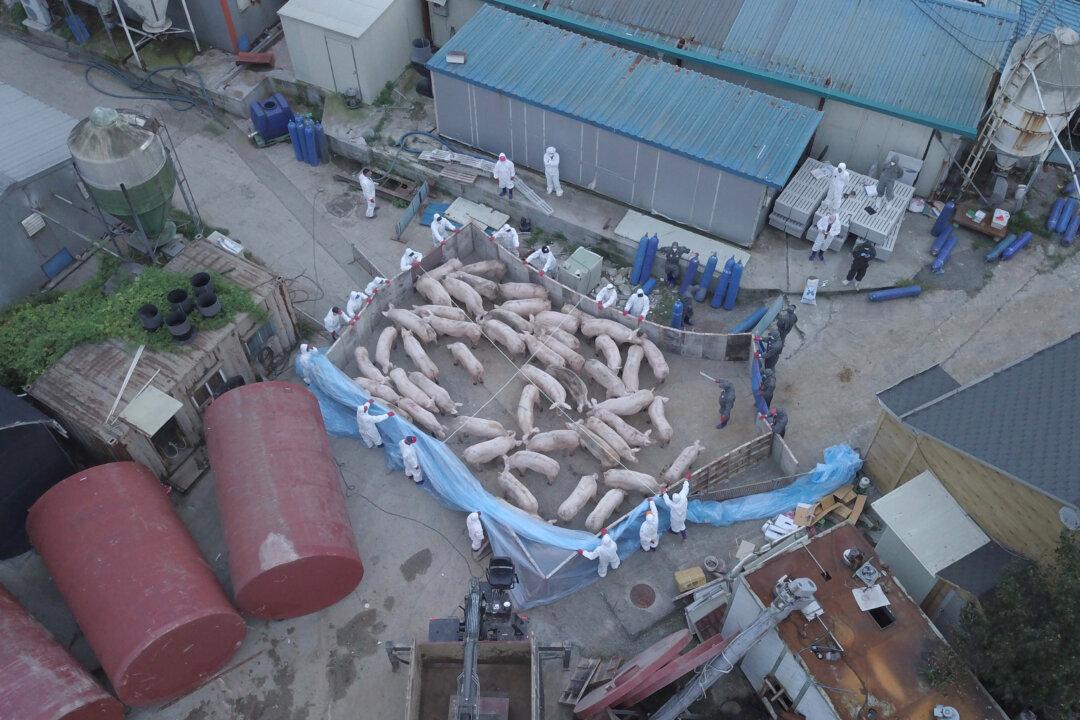 UN: African Swine Fever Spreading From China to Other Asian Countries