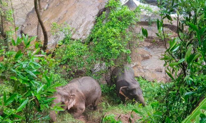 5 More Dead Elephants Found at Waterfall, Officials Say