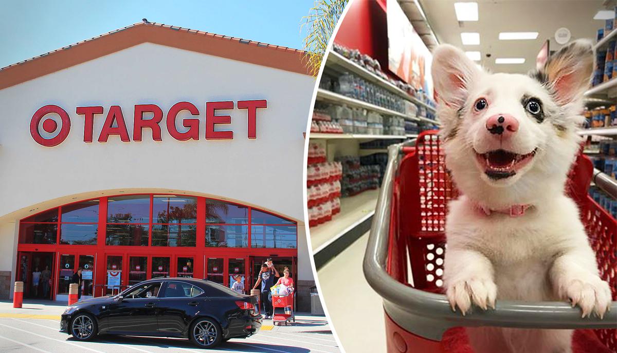 4-month-old Corgi Is Super Excited to Visit Target for the First Time, and Her Reactions Are Priceless