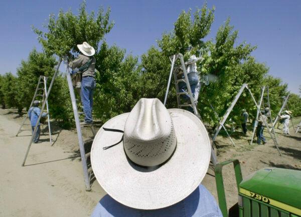 A foreman watches workers pick fruit in an orchard in Arvin, Calif., on May 13, 2004. (Damian Dovarganes/AP)