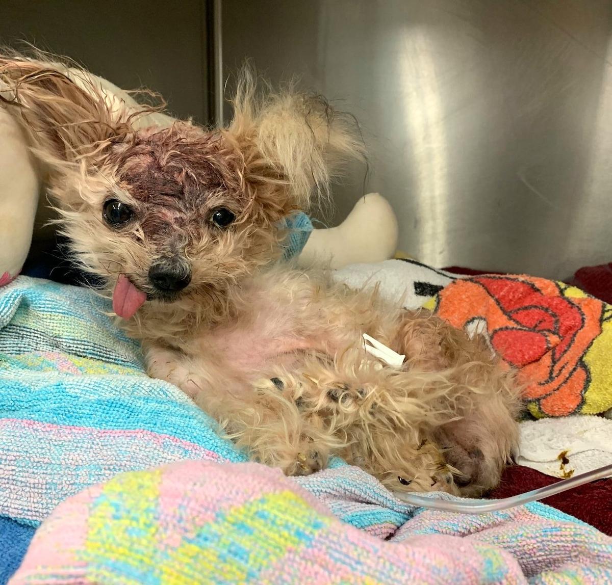 A small Yorkshire Terrier with a traumatic head injury has died after she was found in a North Philadelphia trash can on Oct. 3, 2019. (Philadelphia SPCA)