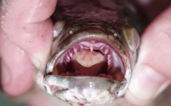 Mouth and teeth of a northern snakehead fish. (U.S. Geological Survey)