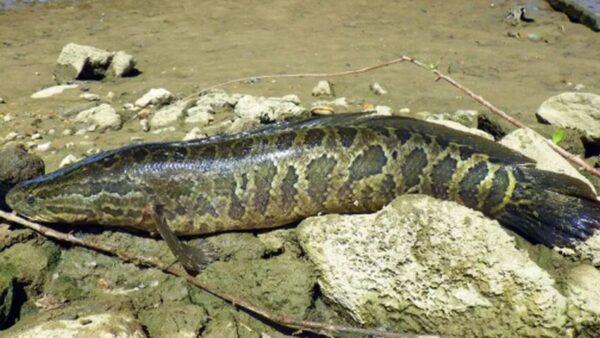The snakehead is a long, thin fish that looks similar to the native bowfin. They can reach lengths of three feet. (U.S. Geological Survey)