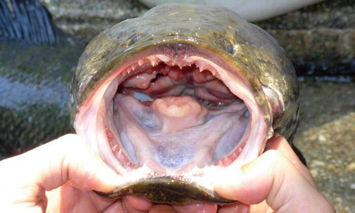 Snakehead Fish Now Found in 14 US States, Could ‘Forever’ Change Ecosystem