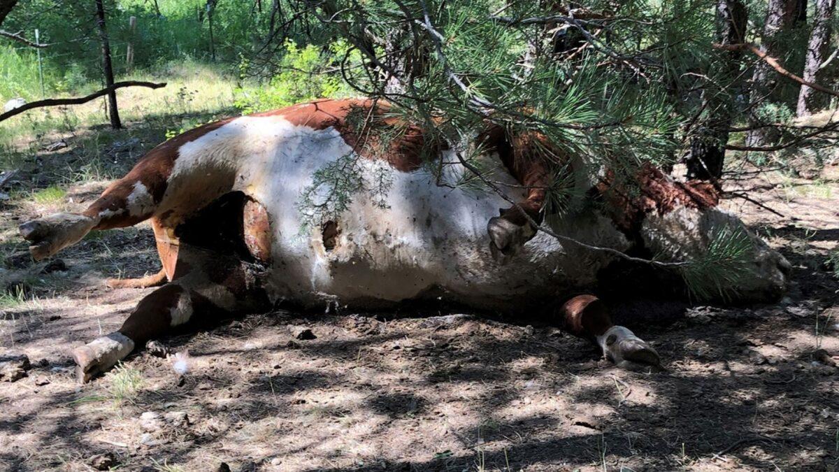 In this undated photo provided by Silvies Valley Ranch, a Hereford bull lies dead in Burns, Oregon, one of five apparently healthy bulls that were found dead and with sex organs and tongues removed. (Silvies Valley Ranch via AP)