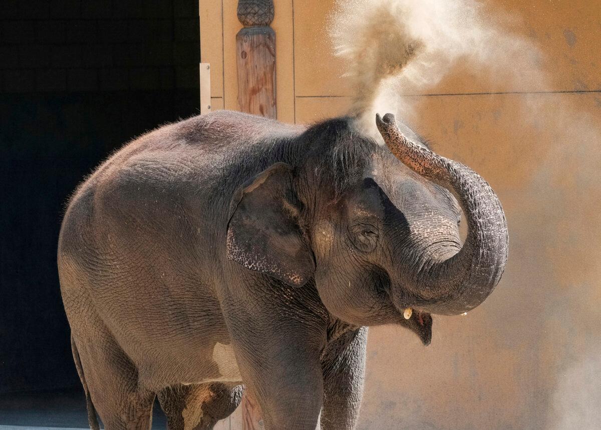 Asian elephant Shaunzi, in Los Angeles Zoo. (Richard Vogel/AP Photo)